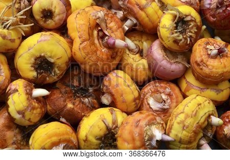 Gladiolus Bulbs Before Planting As A Background. Gladiola Ready To Plant.corms Of Gladioli.spring Ga