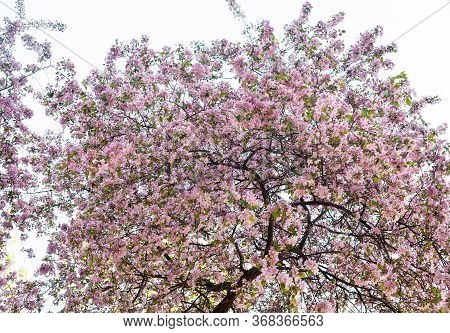 Pink Spring Blossom. Blooming Branches In The Garden.