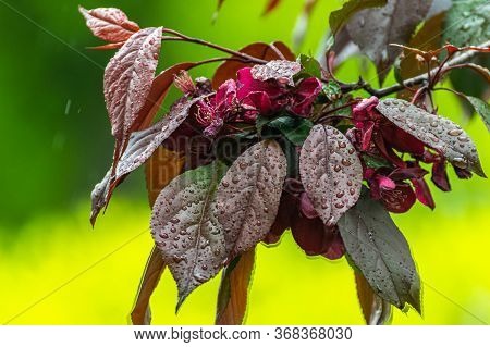 Branch Decorative Apple Tree With Reddish Leaves And An Ovary Of Flowers. Onamental Apple Tree.