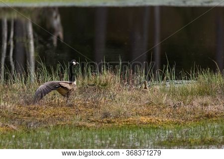 Mother Canada Goose With Gossling Sitting In A Moss In A Swamp. Mother Goose Spread Her Wings. Knuth