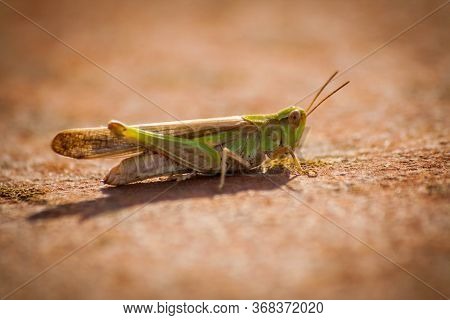 Green Grasshopper In A Red And Rusty Background