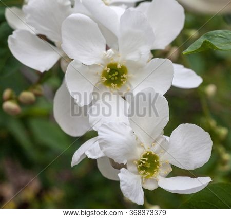 White Spring Blossom. Blooming Branches In The Garden. Close-up.