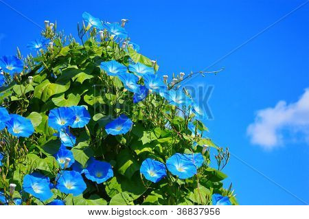 Blå Ipomoea