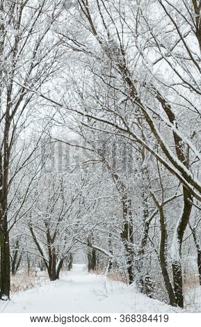 Path In A Winter Forest. Snow On The Path. Winter Landscape.
