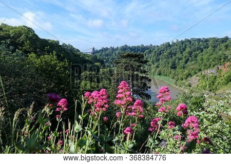 Red Valerian Or Spur Valerian Flowering The Pink Wild Flower Bouncing Bess (centranthus Ruber) On Li