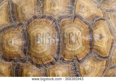 Photo Of Brown Tortoise Shell Pattern. Top View