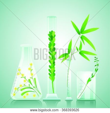 Glass Medical Flasks With Medicinal Plants Inside, Plain Background. Salvia, Hypericum, Honeybush. V