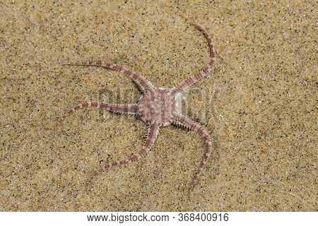 Ophioderma Longicauda Snake Brittle Star In Beach Sand