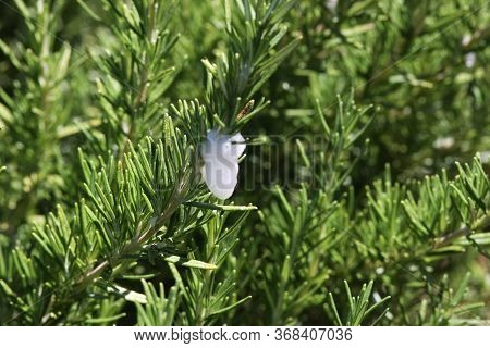This Is A Close Up Image Of Spittlebug On Rosemary In A Carmel, California Garden.