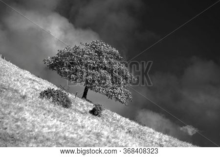 This Photo Was Not Taken Wonky, As The Reason The Tree Slopes With The Incline Of The Hill Is Actual