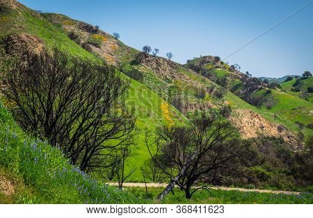 Burnt Trees In Malibu Creek State Park After The Woolsey Fire Of 2018 In The Santa Monica Mountains,
