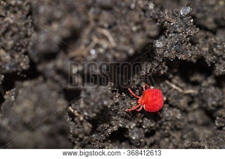Colorful Tick Parasite Trombidiidae. Red Velvet Mite Macro Extreme Magnification