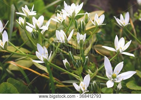 White Naples Garlic Allium Neapolitanum . White Flowers.