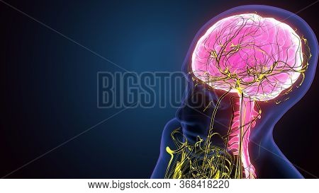 The Human Brain Is The Central Organ Of The Human Nervous System, And With The Spinal Cord Makes Up 