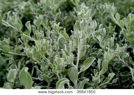 Stock naturale verde foglia