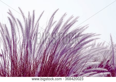 Imperata Cylindrica Beauv Grass In Nature Agent Blue Sky