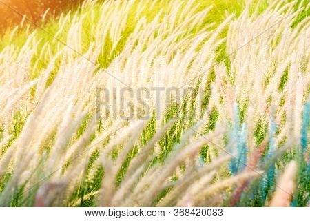 Imperata Cylindrica Beauv Grass In Nature