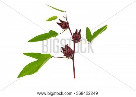 Hibiscus Sabdariffa Or Roselle Fruits And Green Leaf On White Background.saved With Clipping Path.