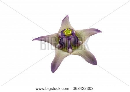 Colorful White And Purple Flower, Crown Flower, Giant Indian Milkweed, Gigantic Swallowwort (calotro