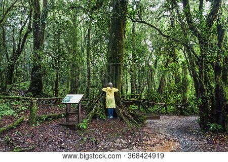 A Woman With Yellow Raincoat Hug Big Tree At Angka Nature Trail In Doi Inthanon National Park, Thail