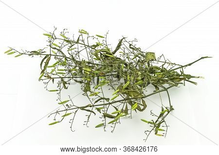 Dry Of Andrographis Paniculata Plant On White Background Use For Herbal Product