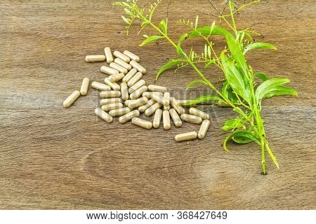 Colorful Drug Pill  And Fresh Of Andrographis Paniculata Plant On Wooden Background