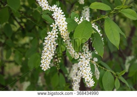 Blossoming Bird Cherry Tree Or Prunus Padus Inspring