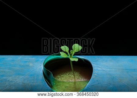 The Sprouts Of The Cantonese Vegetables In The Hydroponics System.