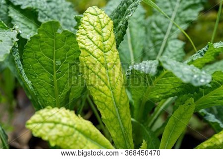 Plants That Have Foliar Problems Are Yellow.