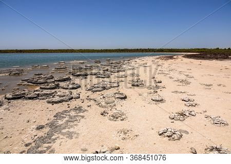 An image of Stromatolites Lake Thetis Western Australia