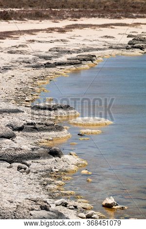 An image of Stromatolites Lake Thetis Western Australia