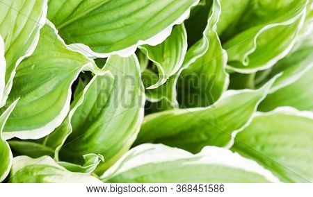 Natural Background. Hosta (funkia, Plantain Lilies) In The Garden. Green Leaves With White Border
