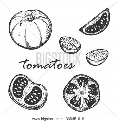 Sketch Of Tomatoes In Different Types. Set With Whole, Cut Lengthwise And Across Tomatoes. Segments 