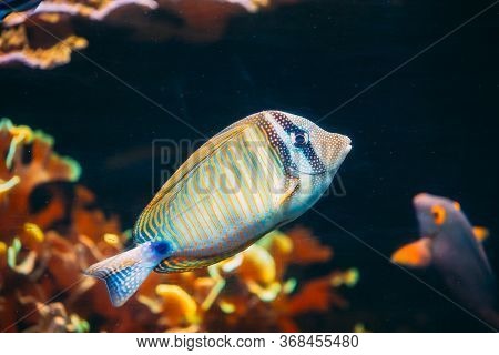 Kole Tang Or Spotted Surgeonfish Or Goldring Surgeonfish Or Yellow-eyed Tang Fish Ctenochaetus Strig