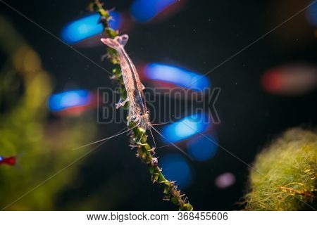 Amano Shrimp Or Japanese Shrimp Swimming In Water.