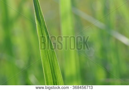 Green Grass Closeup Detail Blur Background Landscape
