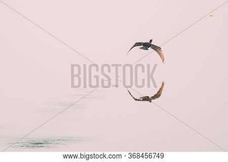 Carambolim Lake, Goa, India. The Indian Cormorant Flying Above Water Surface In Sunny Morning. India