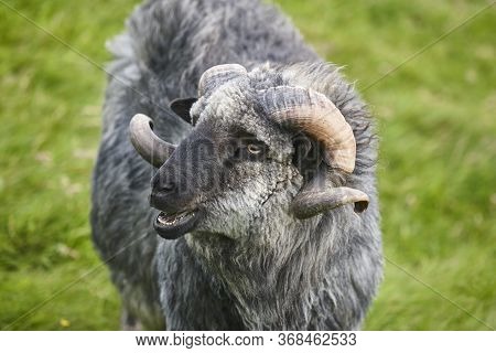 Sheep Lamb Grazing In The Countrside On Faroe Islands. Denmark