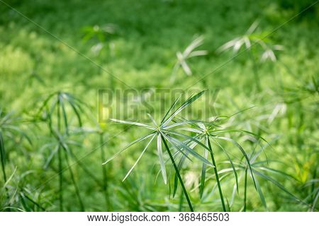 Eucalyptus And Parrots Feather - Myriophyllum Aquaticum - Green Leaves Close-up View In A Pond In Ch