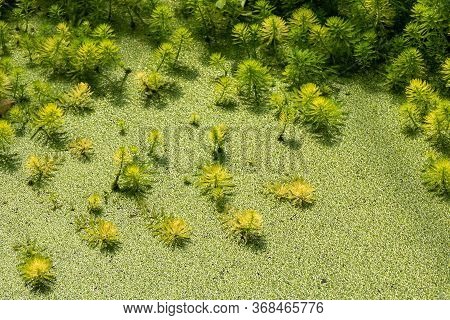 Eucalyptus And Parrots Feather - Myriophyllum Aquaticum - Green Leaves Close-up View In A Pond In Ch