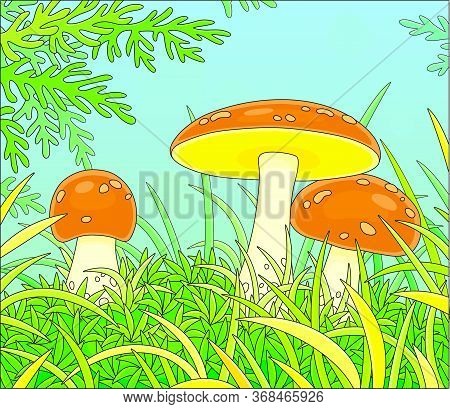 Three Edible Mushrooms With Big Brown Caps Hiding In Green Thick Grass On A Pretty Forest Glade On A