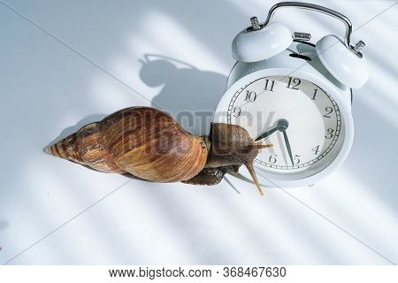 White Achatina Snail With Dark Shell Crawling Near White Alarm Clock On White Background With Shadow