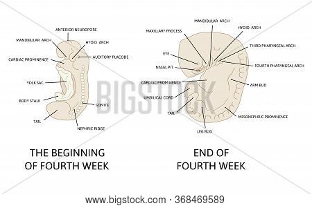 Stages In Development Of Human Embryo During The Period Of Early Organogenesis. The Fourth Week Og P