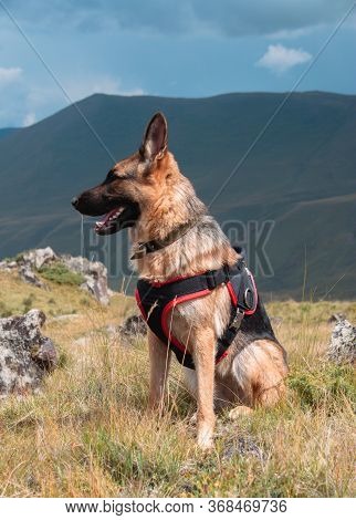 German Shepherd Sitting On The Background Of Mountains. A Beautiful Thoroughbred Dog Travels.
