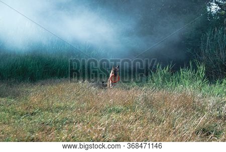 German Shepherd Plays In Nature. Dog Runs In The Park.