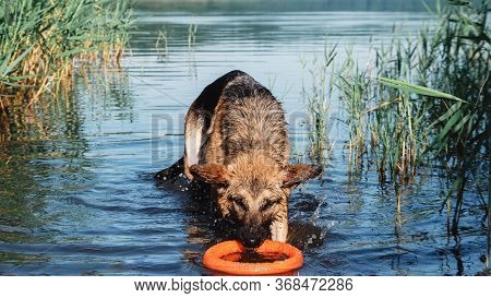German Shepherd Bathes In The River. A Dog Plays With An Orange Ring With A Dog Toy.