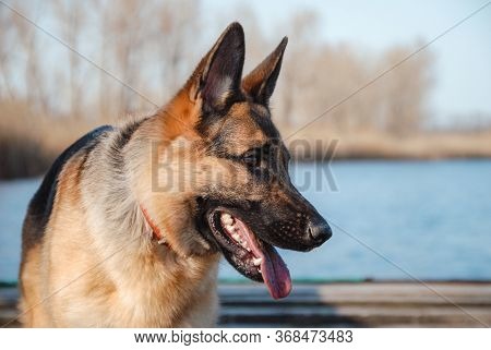 German Shepherd Portrait In Profile. A Highly-bred Sheepdog.