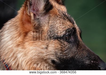 Muzzle of a dog close-up. The eyes of a German shepherd.