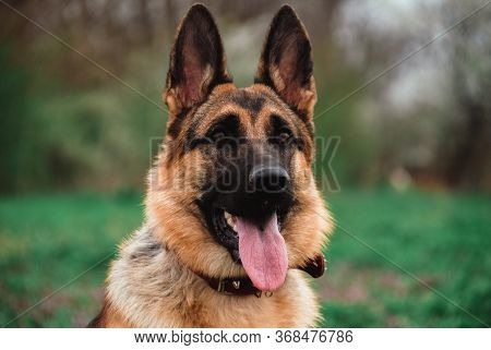 Portrait of a German shepherd in close-up. A thoroughbred dog smiles.
