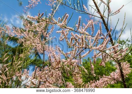 The Tamarisk (tamarix) Plant Blooming In Spring